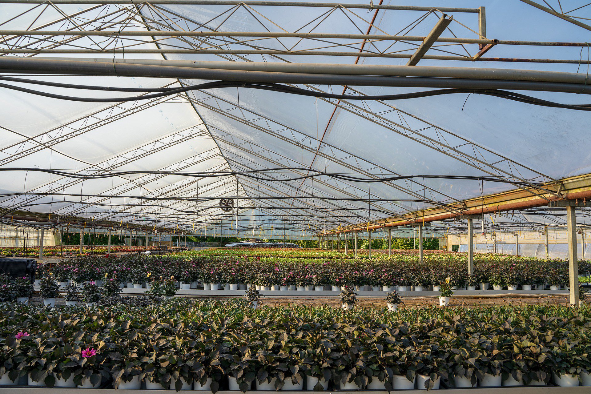 Récupérateur de chaleur à condensation pour serres horticoles