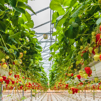 La production de froid pour le maintien de température de locaux permettant la conservation ou le mûrissage de fruits ou de légumes relève-t-elle du secteur AGRI ? 