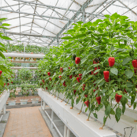 Quelle différenciation entre culture maraichère et culture horticole ?